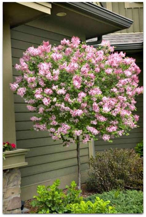 dwarf weeping flowering crabapple tree